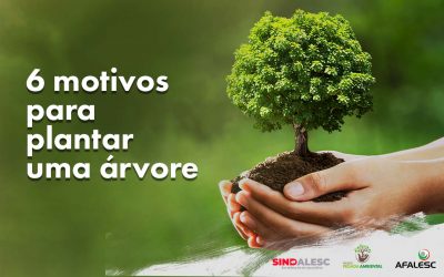 6 motivos para plantar uma árvore