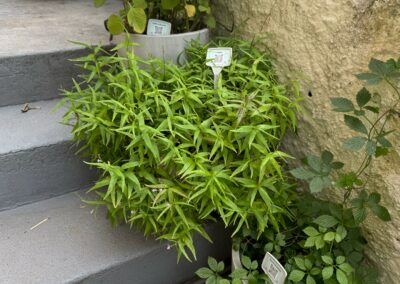 IMG-20250611-WA0029