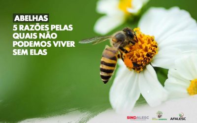 Abelhas: 5 razões pelas quais não podemos viver sem elas.