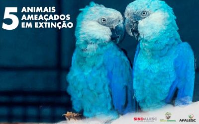 5 animais ameaçados em extinção